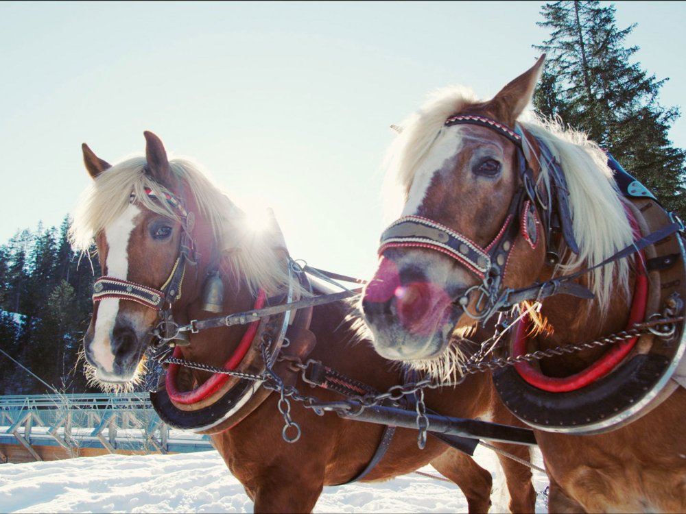 c-tvb-lechtal-pferdeschlitten-44.jpg